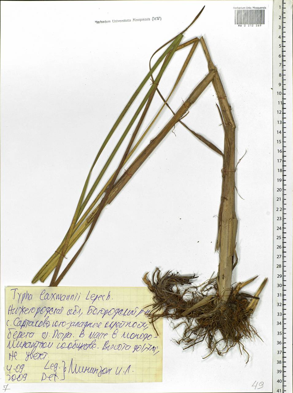 Typha laxmannii Lepech., Eastern Europe, Volga-Kama region (E7) (Russia)
