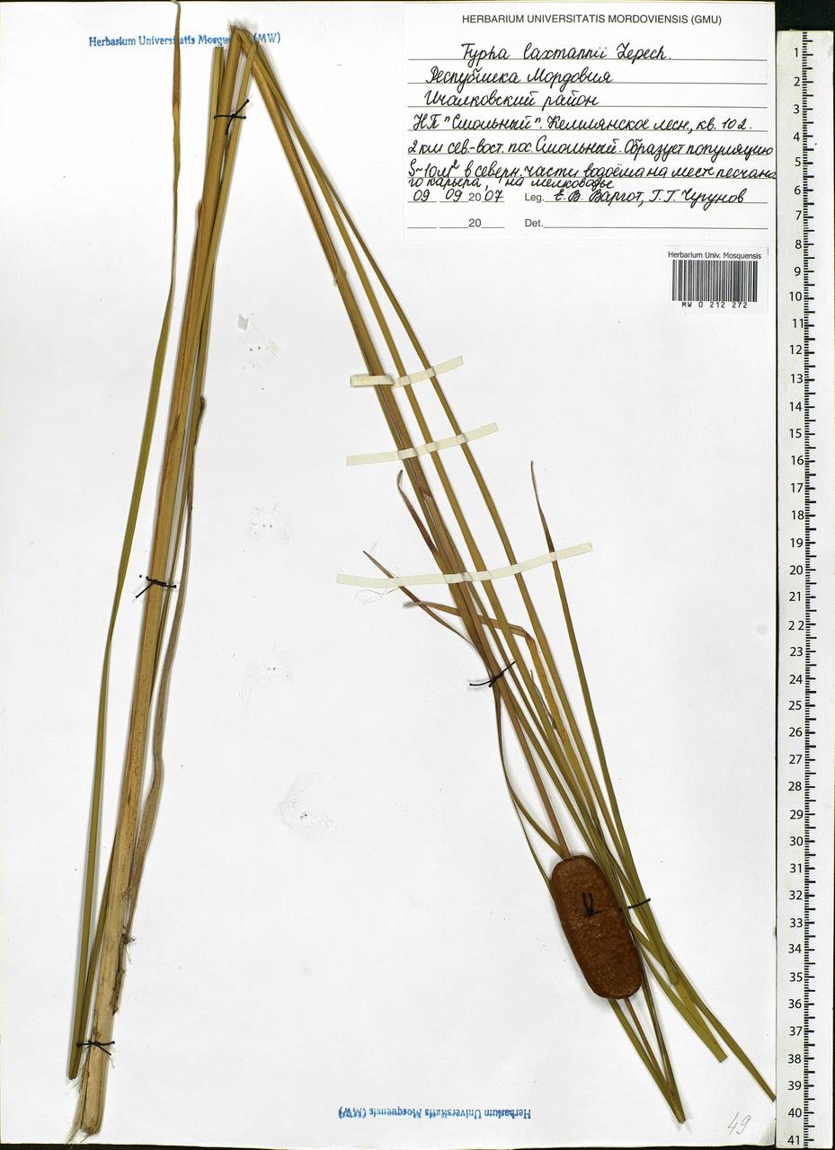 Typha laxmannii Lepech., Eastern Europe, Middle Volga region (E8) (Russia)