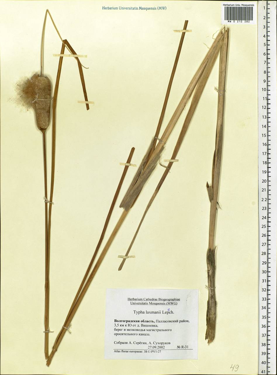 Typha laxmannii Lepech., Eastern Europe, Lower Volga region (E9) (Russia)