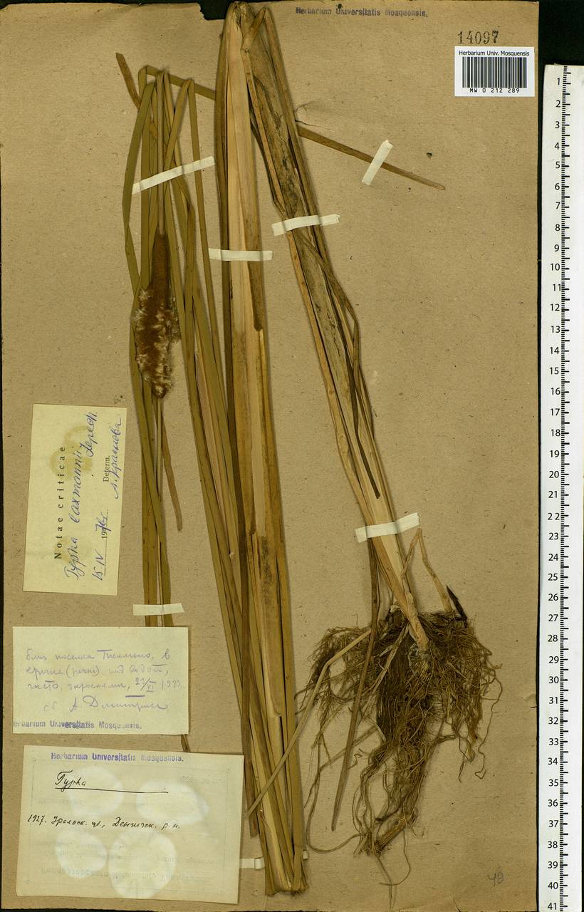 Typha laxmannii Lepech., Middle Asia, Caspian Ustyurt & Northern Aralia (M8) (Kazakhstan)