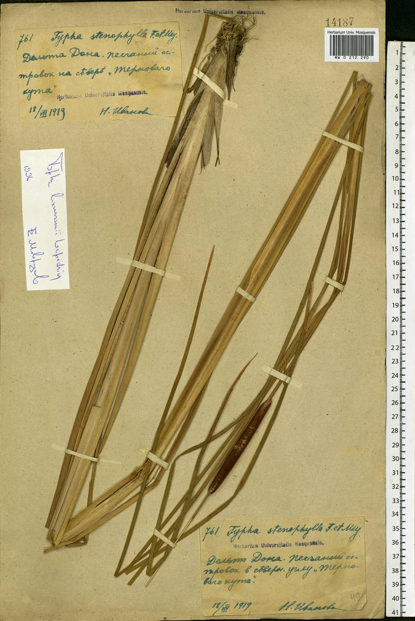 Typha laxmannii Lepech., Eastern Europe, Rostov Oblast (E12a) (Russia)