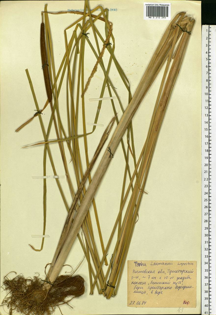 Typha laxmannii Lepech., Eastern Europe, Rostov Oblast (E12a) (Russia)
