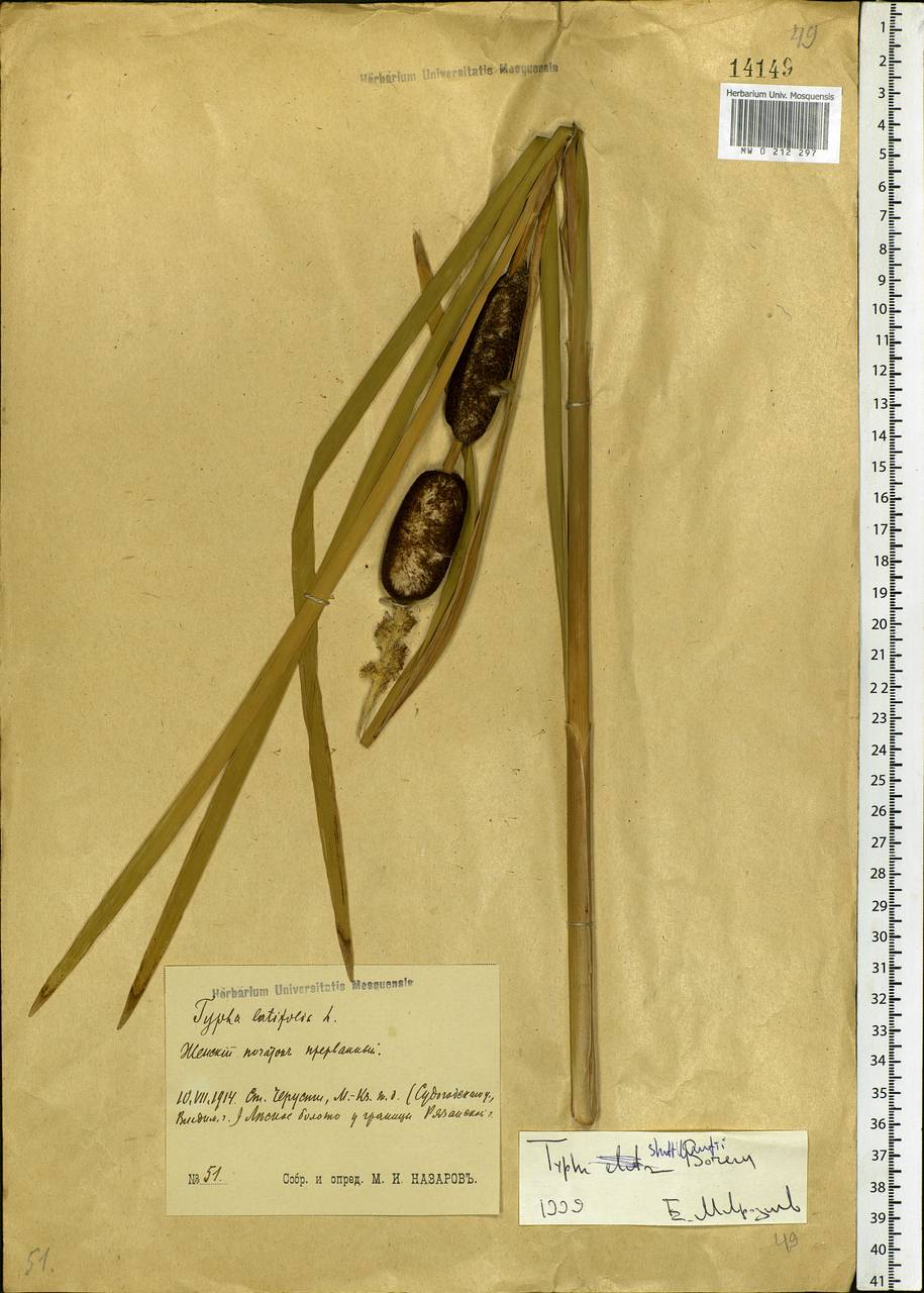 Typha shuttleworthii W.D.J.Koch & Sond., Eastern Europe, Moscow region (E4a) (Russia)