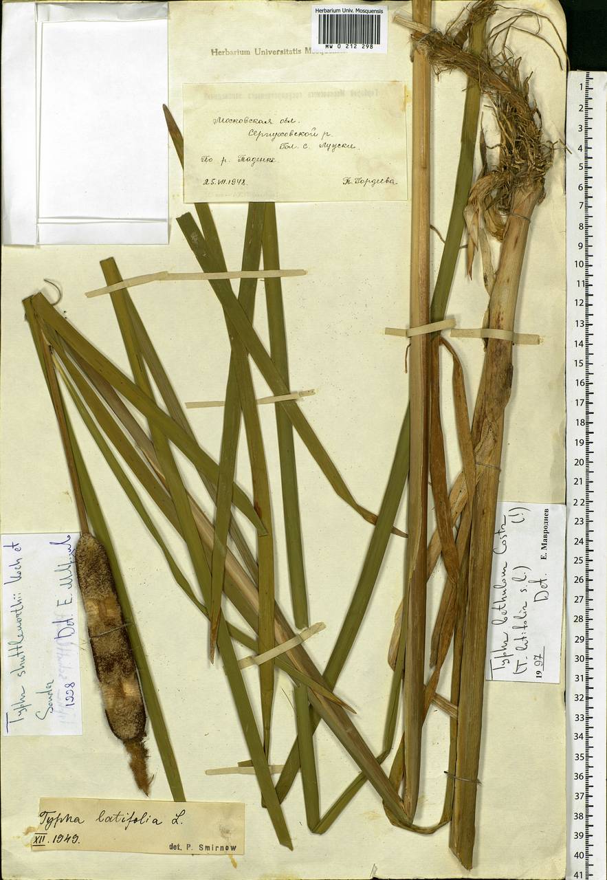 Typha shuttleworthii W.D.J.Koch & Sond., Eastern Europe, Moscow region (E4a) (Russia)