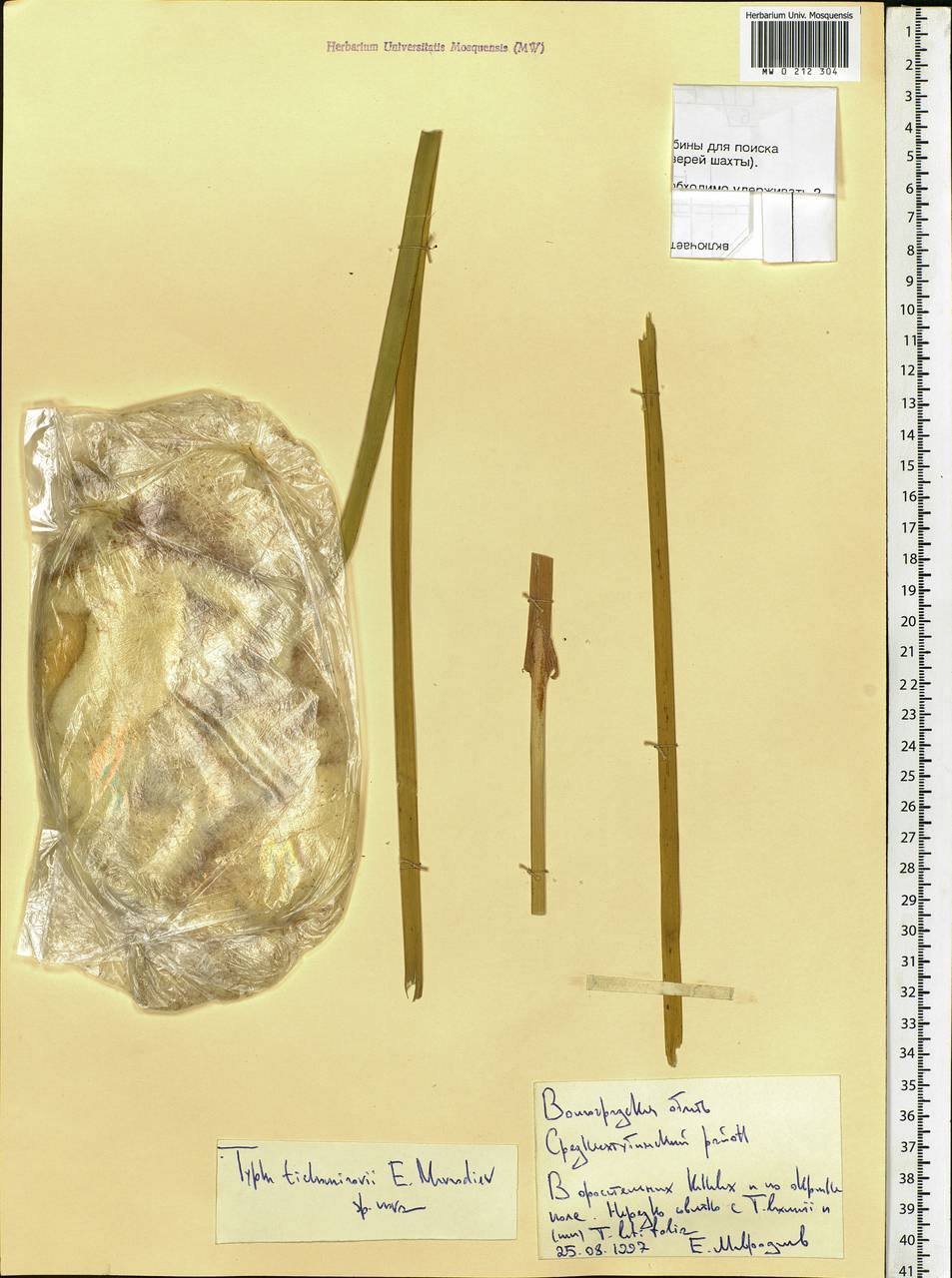 Typha tichomirovii Mavrodiev, Eastern Europe, Lower Volga region (E9) (Russia)