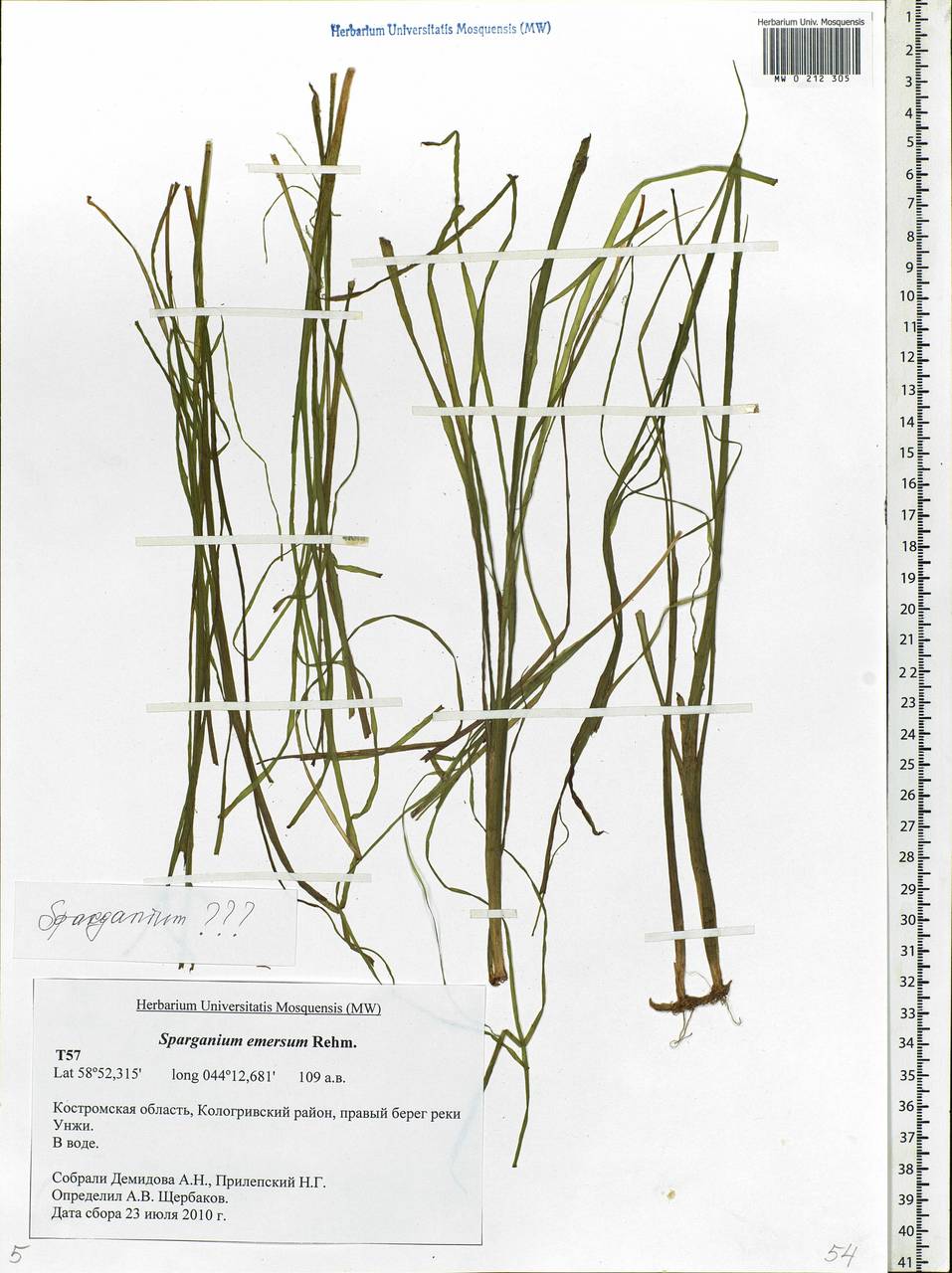Sparganium, Eastern Europe, Central forest region (E5) (Russia)
