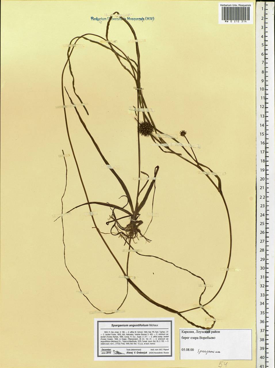 Sparganium angustifolium Michx., Eastern Europe, Northern region (E1) (Russia)