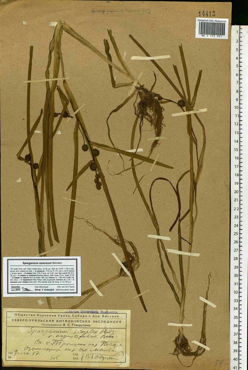 Sparganium emersum Rehmann, Eastern Europe, Northern region (E1) (Russia)