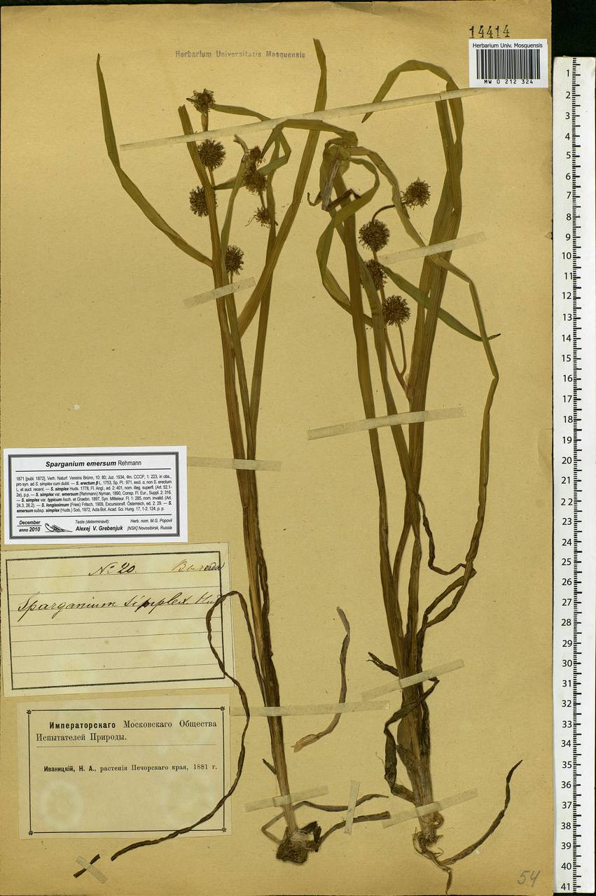 Sparganium emersum Rehmann, Eastern Europe, Northern region (E1) (Russia)