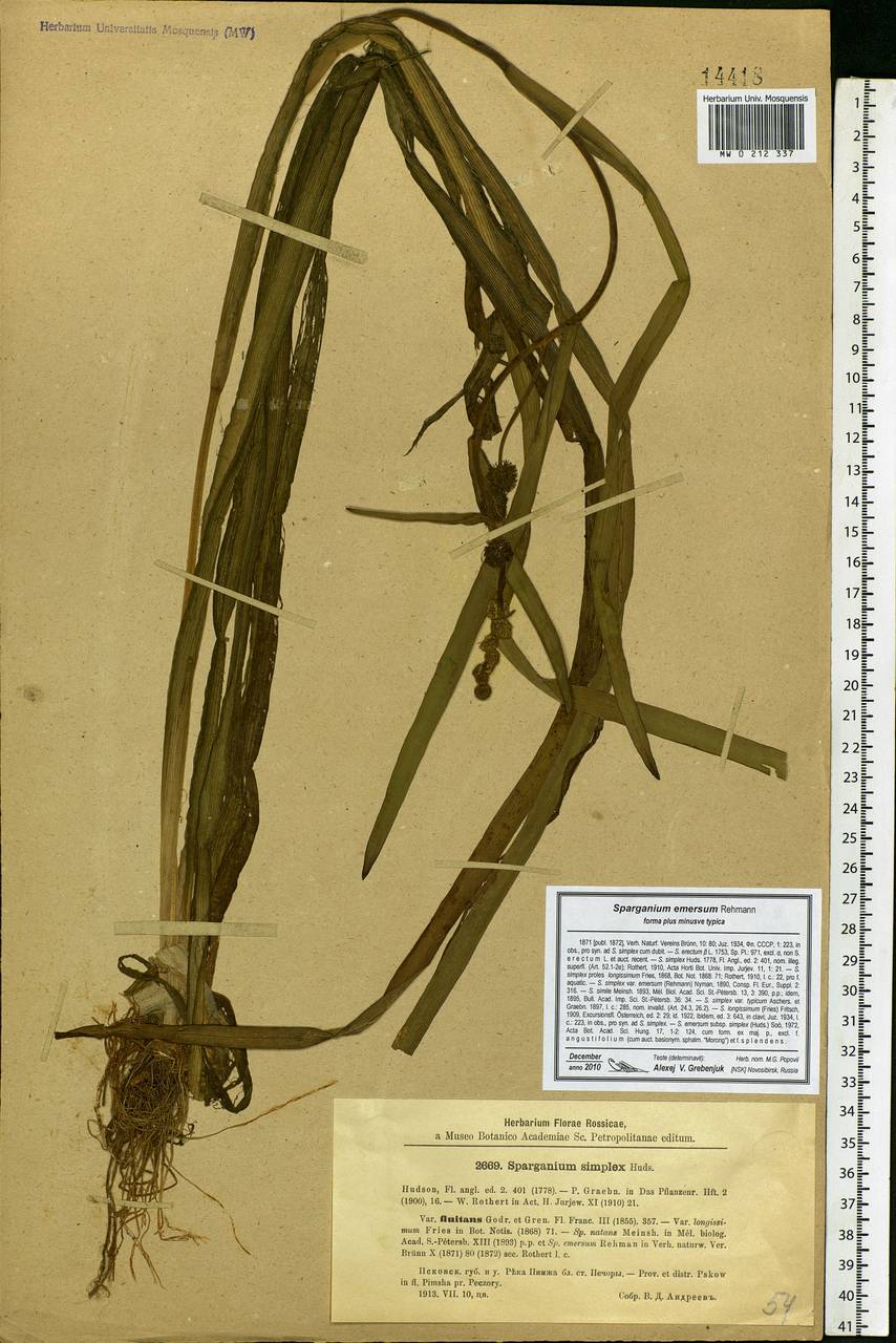 Sparganium emersum Rehmann, Eastern Europe, North-Western region (E2) (Russia)