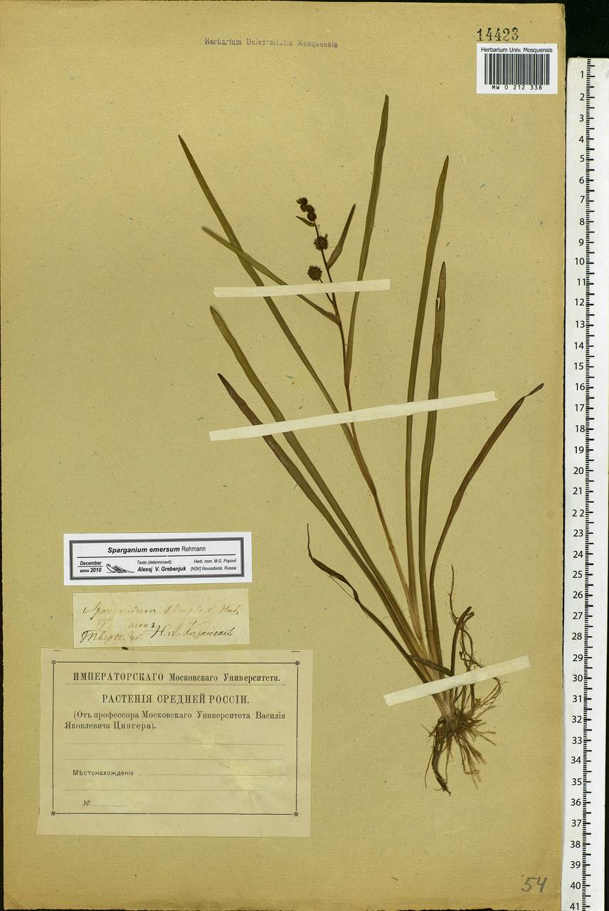 Sparganium emersum Rehmann, Eastern Europe, North-Western region (E2) (Russia)