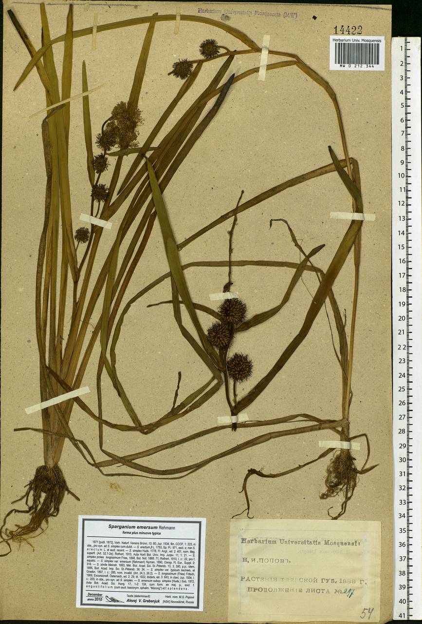 Sparganium emersum Rehmann, Eastern Europe, North-Western region (E2) (Russia)