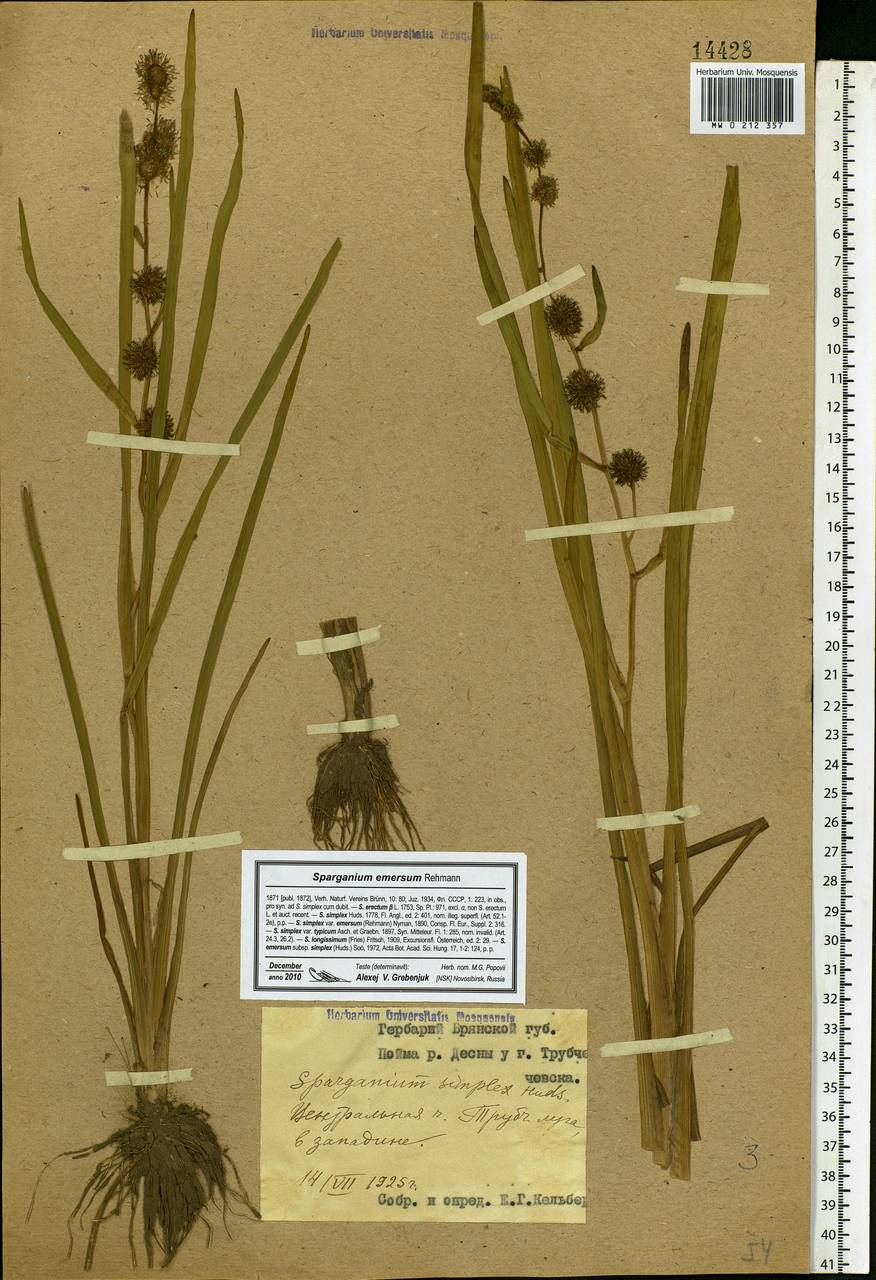 Sparganium emersum Rehmann, Eastern Europe, Western region (E3) (Russia)