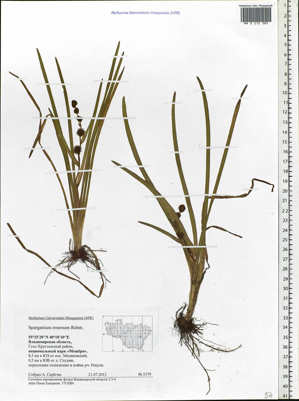 Sparganium emersum Rehmann, Eastern Europe, Central region (E4) (Russia)