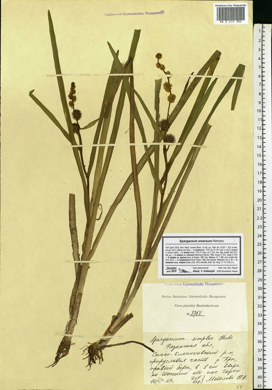 Sparganium emersum Rehmann, Eastern Europe, Central region (E4) (Russia)