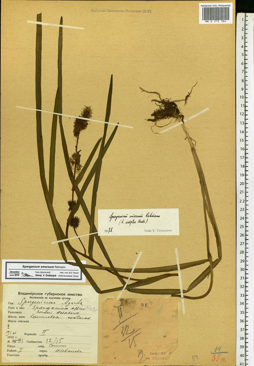Sparganium emersum Rehmann, Eastern Europe, Central region (E4) (Russia)