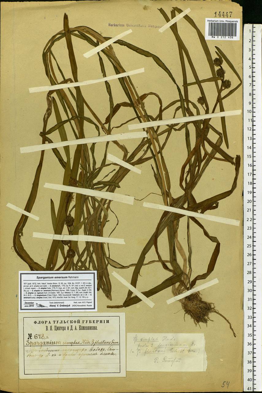 Sparganium emersum Rehmann, Eastern Europe, Central region (E4) (Russia)