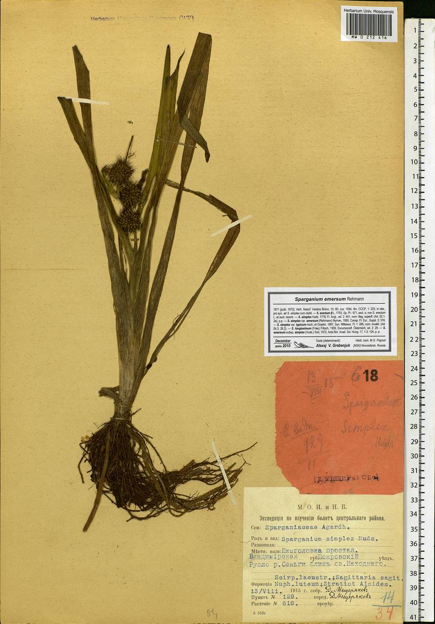 Sparganium emersum Rehmann, Eastern Europe, Central region (E4) (Russia)