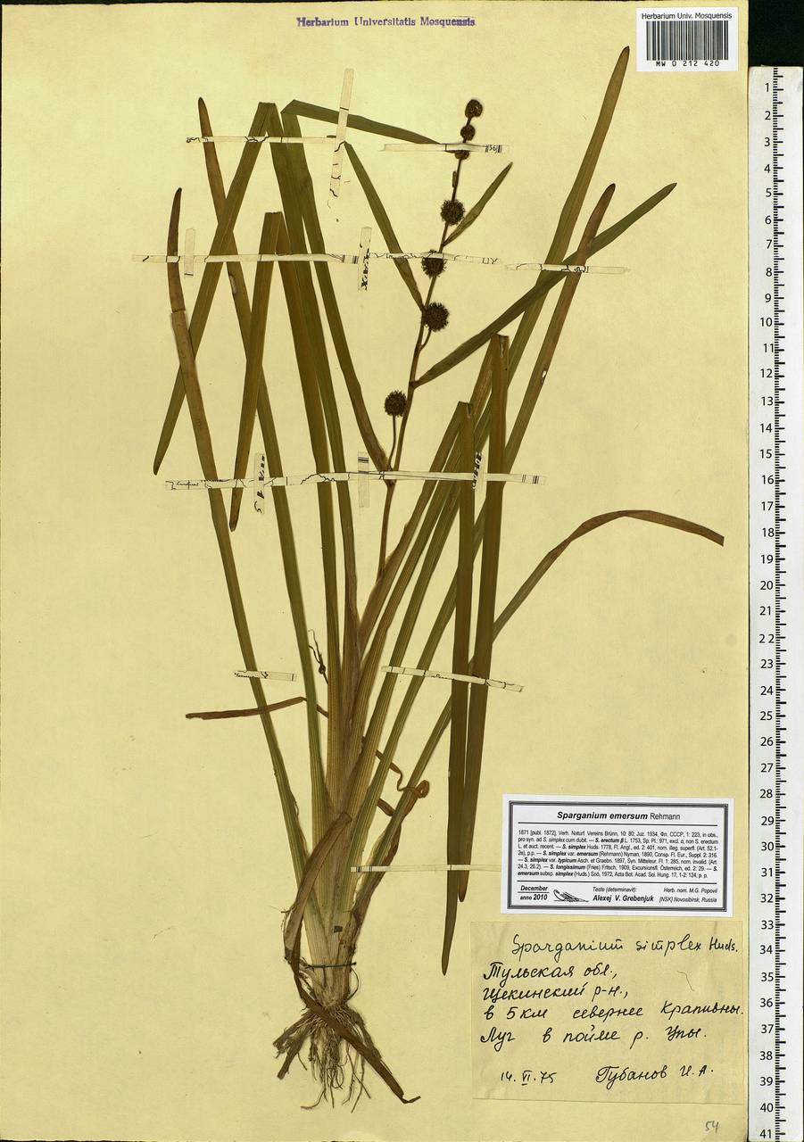 Sparganium emersum Rehmann, Eastern Europe, Central region (E4) (Russia)