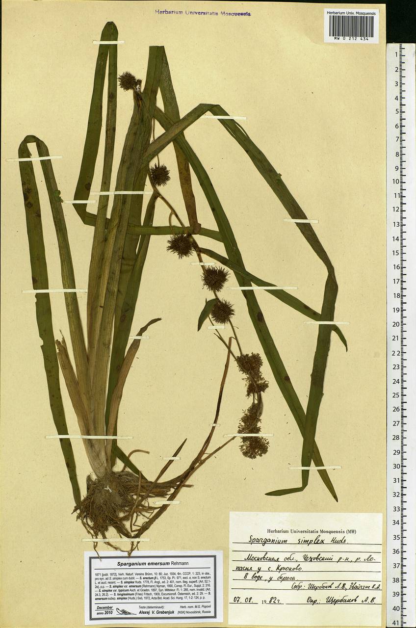 Sparganium emersum Rehmann, Eastern Europe, Moscow region (E4a) (Russia)