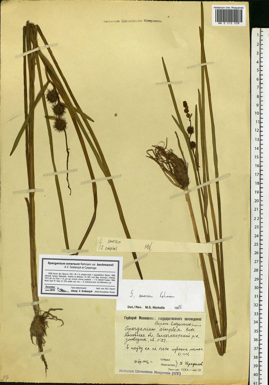 Sparganium emersum Rehmann, Eastern Europe, Moscow region (E4a) (Russia)
