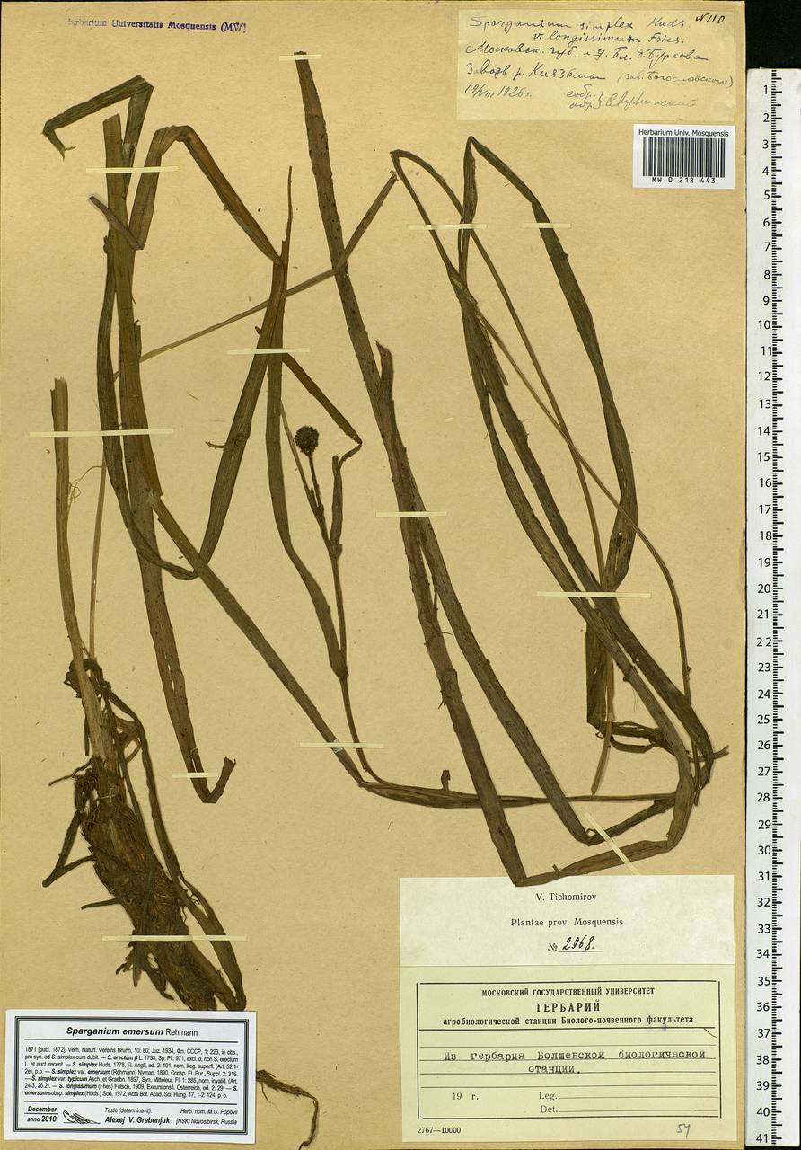 Sparganium emersum Rehmann, Eastern Europe, Moscow region (E4a) (Russia)