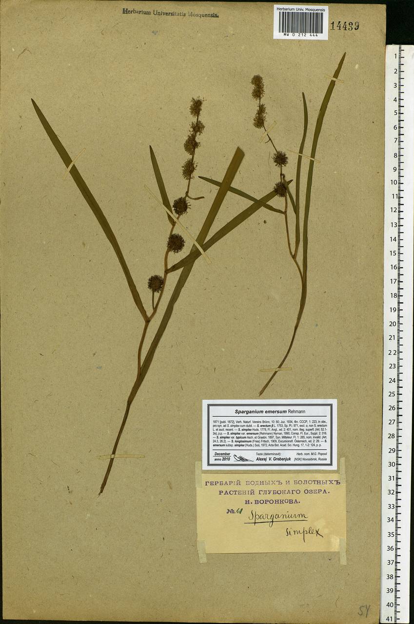 Sparganium emersum Rehmann, Eastern Europe, Moscow region (E4a) (Russia)