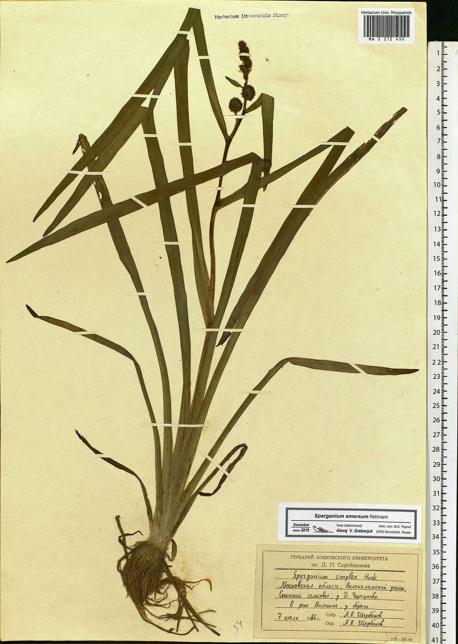 Sparganium emersum Rehmann, Eastern Europe, Moscow region (E4a) (Russia)