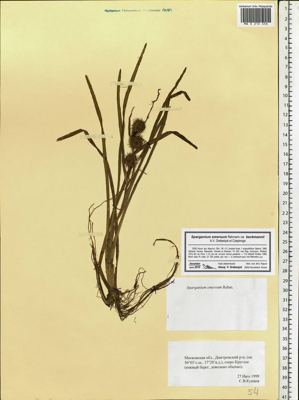 Sparganium emersum Rehmann, Eastern Europe, Moscow region (E4a) (Russia)