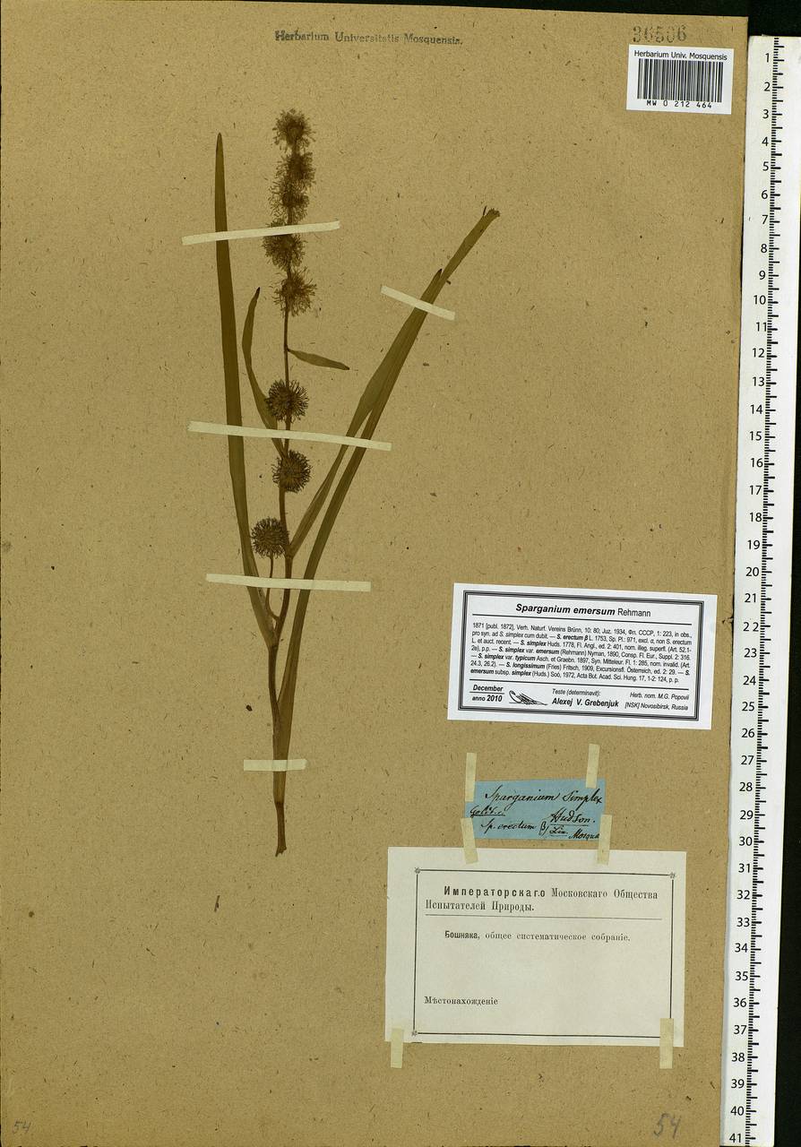 Sparganium emersum Rehmann, Eastern Europe, Moscow region (E4a) (Russia)