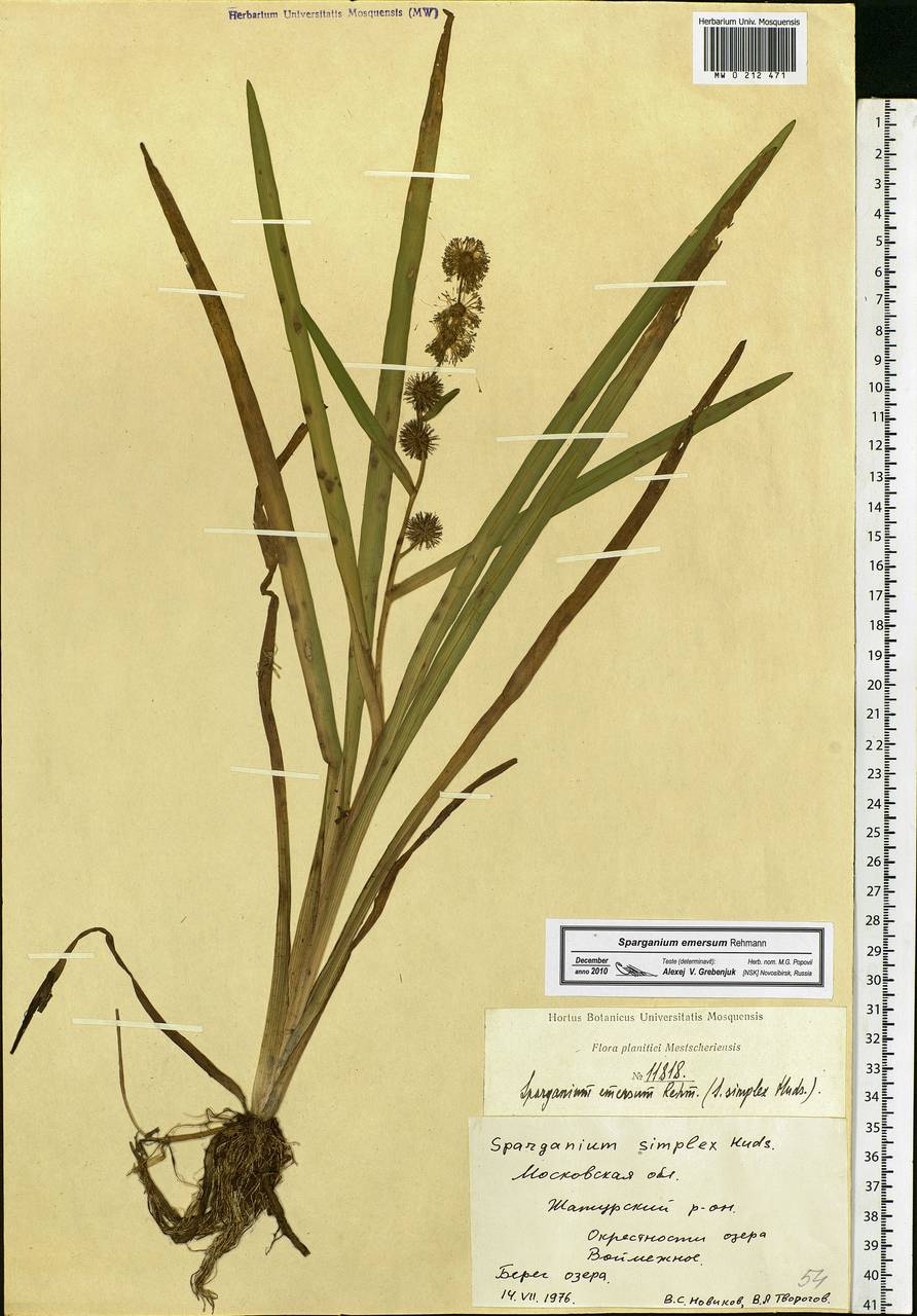 Sparganium emersum Rehmann, Eastern Europe, Moscow region (E4a) (Russia)