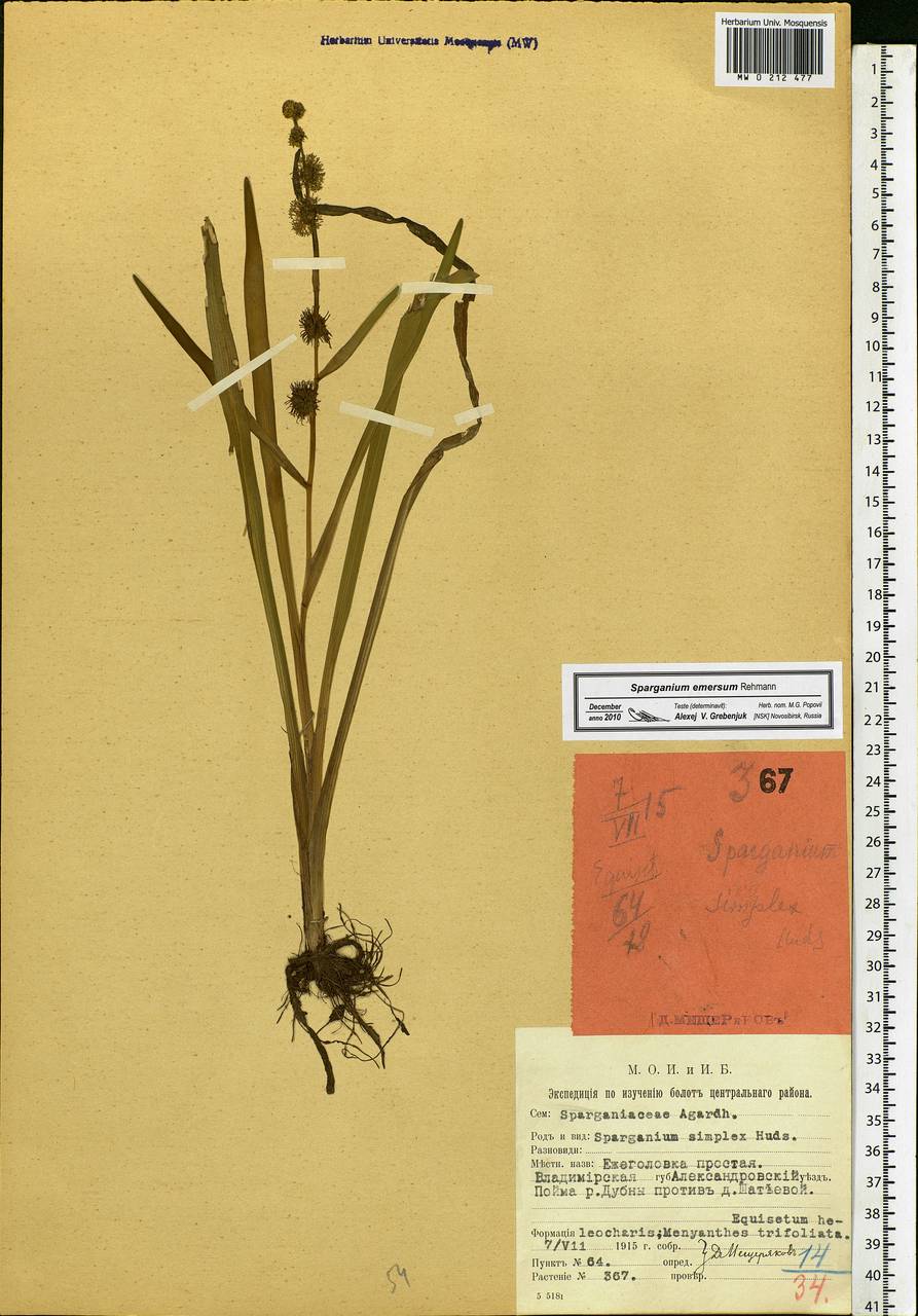 Sparganium emersum Rehmann, Eastern Europe, Moscow region (E4a) (Russia)