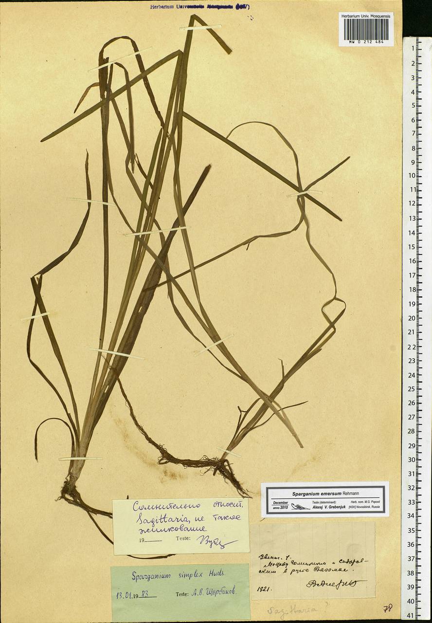 Sparganium emersum Rehmann, Eastern Europe, Moscow region (E4a) (Russia)