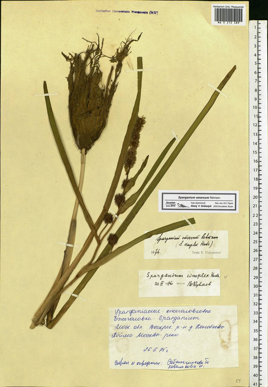 Sparganium emersum Rehmann, Eastern Europe, Moscow region (E4a) (Russia)