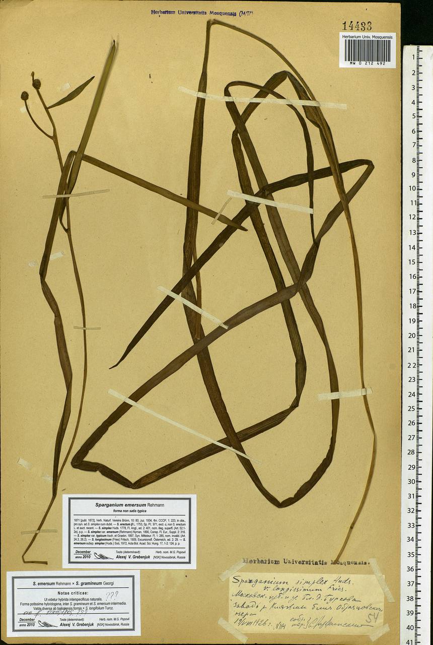 Sparganium emersum Rehmann, Eastern Europe, Moscow region (E4a) (Russia)