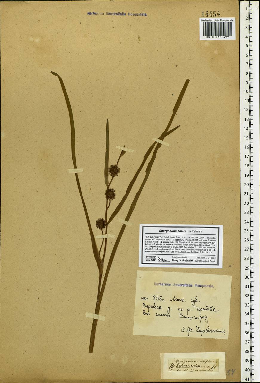 Sparganium emersum Rehmann, Eastern Europe, Moscow region (E4a) (Russia)