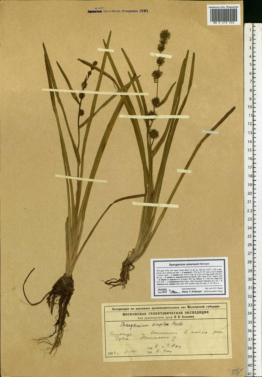 Sparganium emersum Rehmann, Eastern Europe, Moscow region (E4a) (Russia)