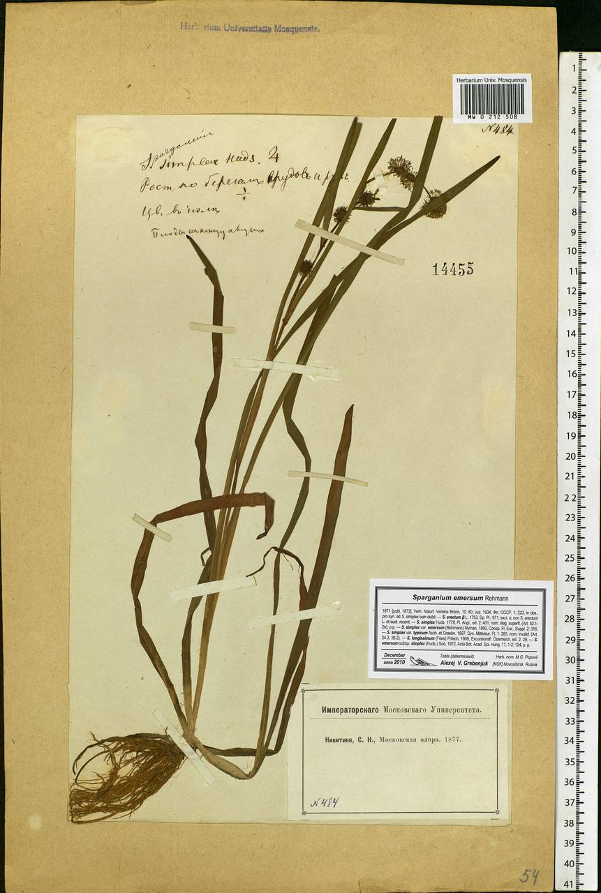 Sparganium emersum Rehmann, Eastern Europe, Moscow region (E4a) (Russia)