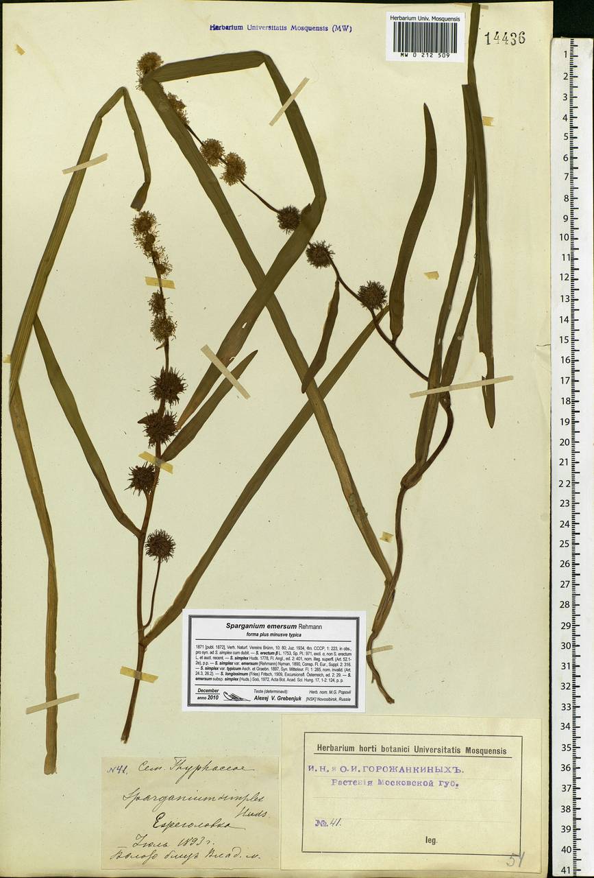 Sparganium emersum Rehmann, Eastern Europe, Moscow region (E4a) (Russia)