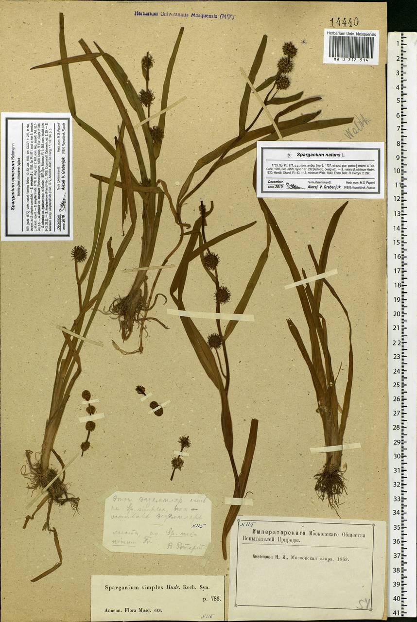 Sparganium emersum Rehmann, Eastern Europe, Moscow region (E4a) (Russia)