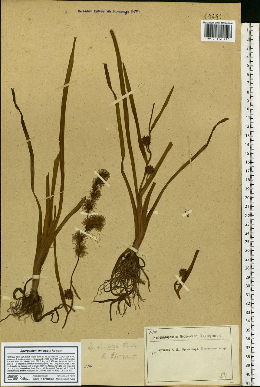 Sparganium emersum Rehmann, Eastern Europe, Moscow region (E4a) (Russia)