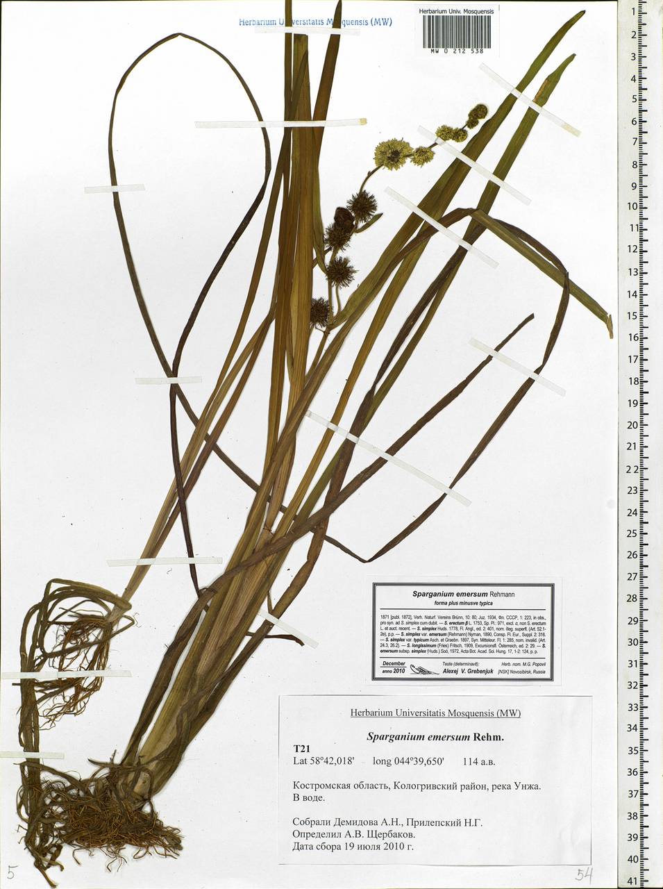 Sparganium emersum Rehmann, Eastern Europe, Central forest region (E5) (Russia)