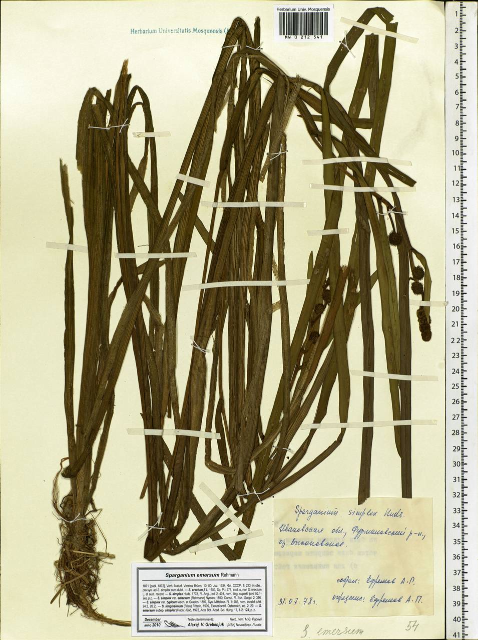 Sparganium emersum Rehmann, Eastern Europe, Central forest region (E5) (Russia)