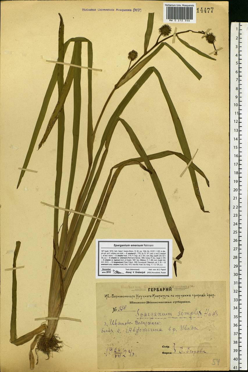 Sparganium emersum Rehmann, Eastern Europe, Central forest region (E5) (Russia)