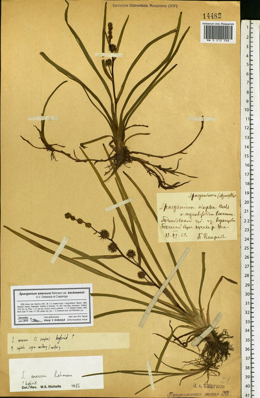 Sparganium emersum Rehmann, Eastern Europe, Central forest-and-steppe region (E6) (Russia)