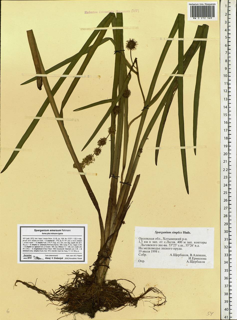 Sparganium emersum Rehmann, Eastern Europe, Central forest-and-steppe region (E6) (Russia)