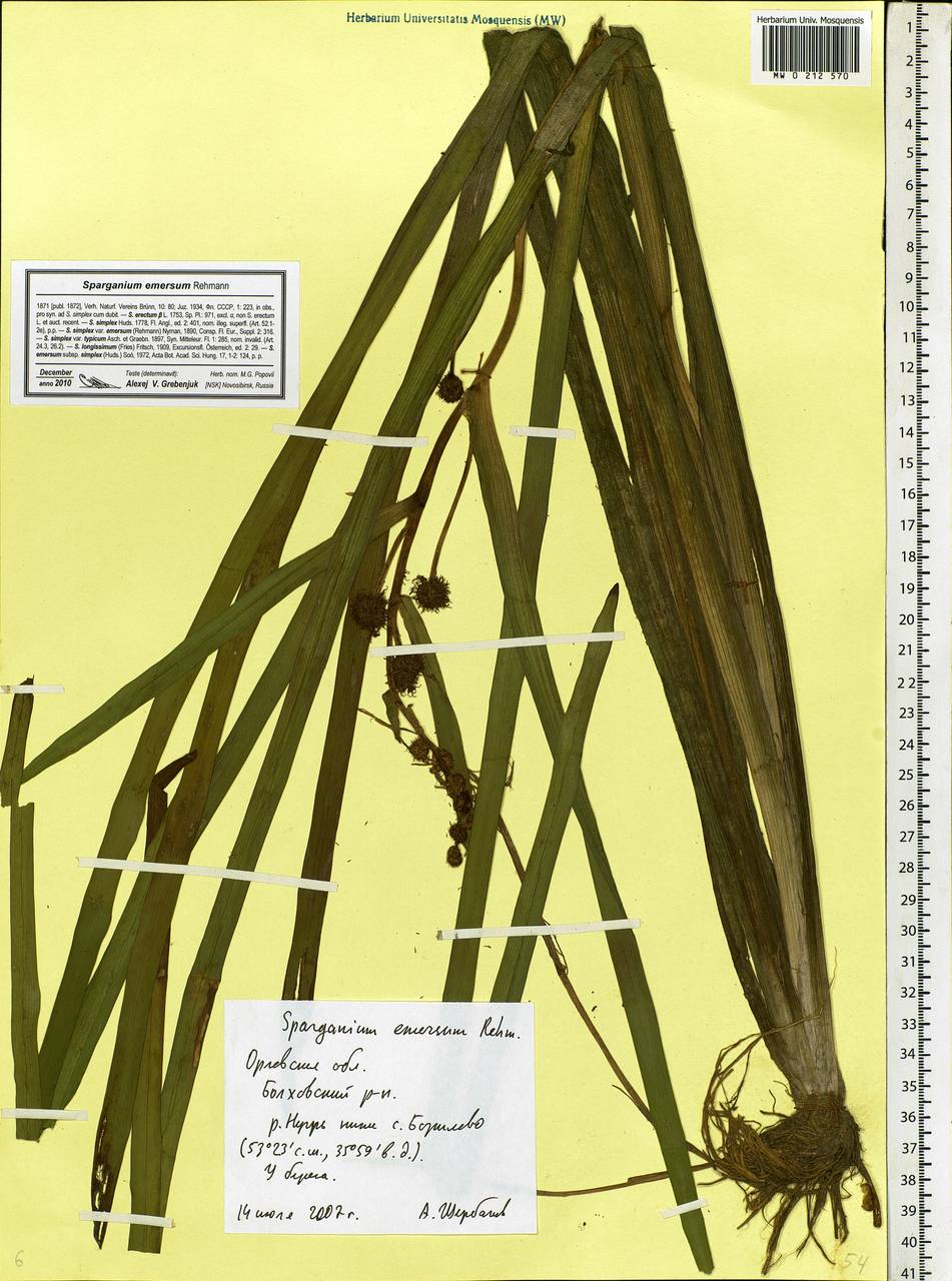 Sparganium emersum Rehmann, Eastern Europe, Central forest-and-steppe region (E6) (Russia)