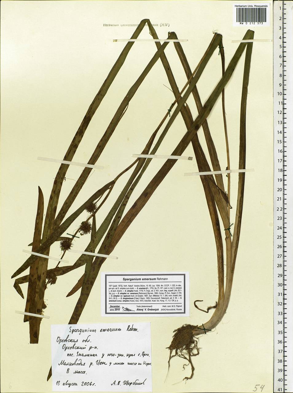 Sparganium emersum Rehmann, Eastern Europe, Central forest-and-steppe region (E6) (Russia)