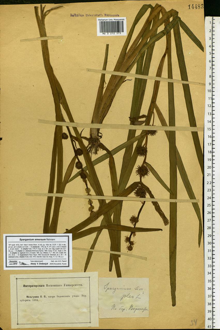 Sparganium emersum Rehmann, Eastern Europe, Central forest-and-steppe region (E6) (Russia)