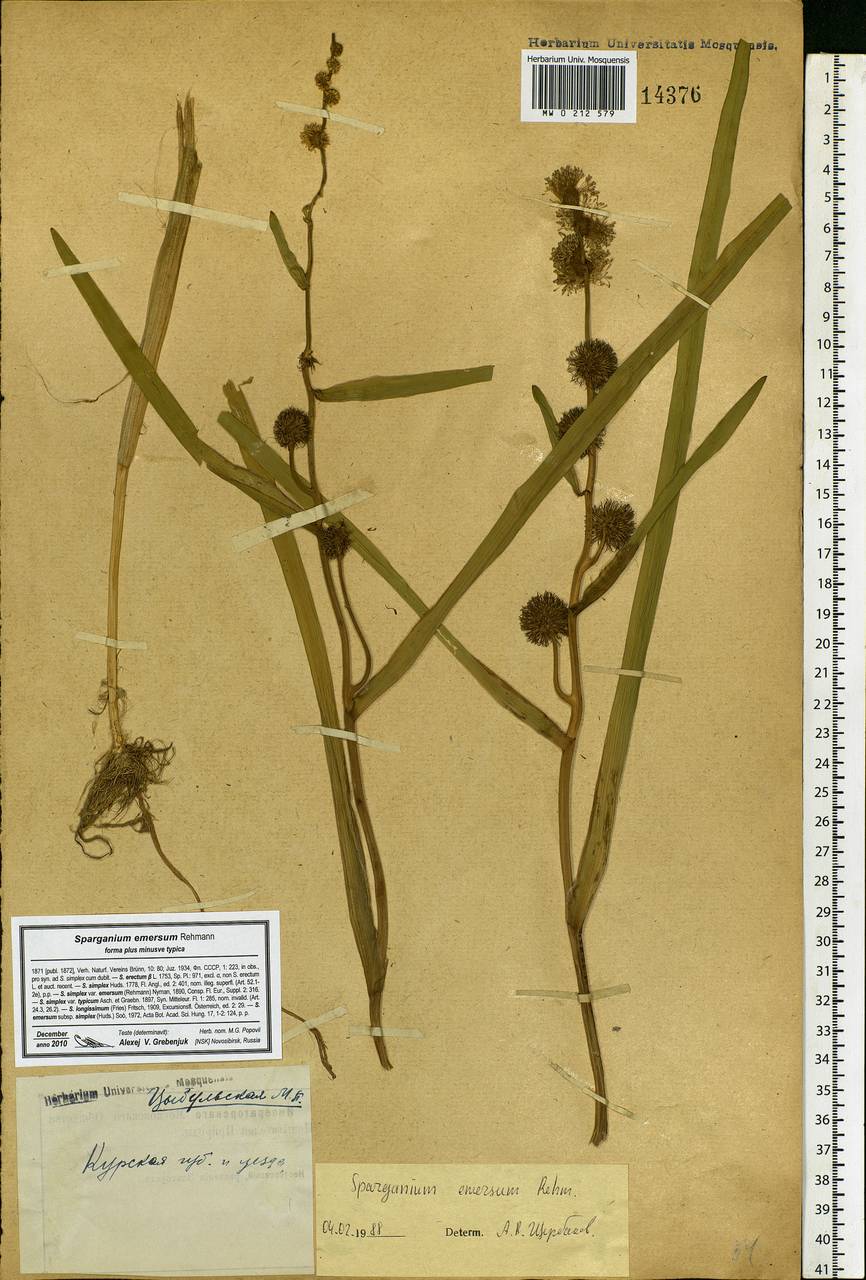 Sparganium emersum Rehmann, Eastern Europe, Central forest-and-steppe region (E6) (Russia)